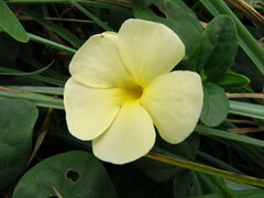 Thunbergia dregeana