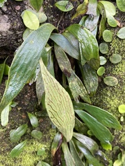 Antrophyum formosanum