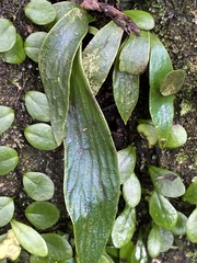 Antrophyum formosanum