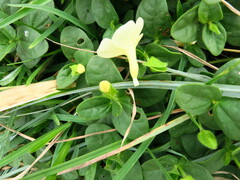 Thunbergia dregeana