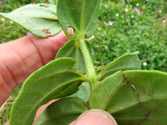 Thunbergia dregeana