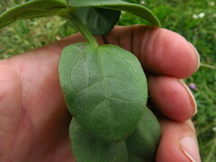 Thunbergia dregeana