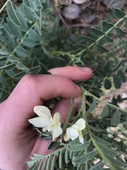 Erophaca baetica