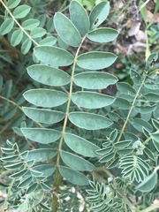 Erophaca baetica