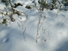 Melilotus suaveolens