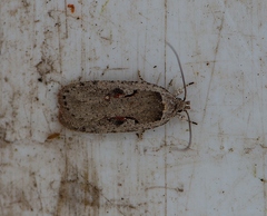 Agonopterix ocellana