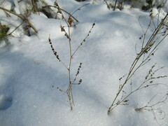 Melilotus suaveolens