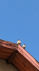 Pycnonotus xanthopygos