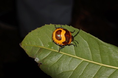 Poecilocoris druraei
