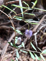 Billardiera longiflora