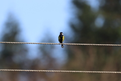 Parus monticolus
