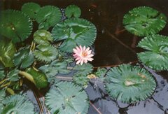 Nymphaea rubra