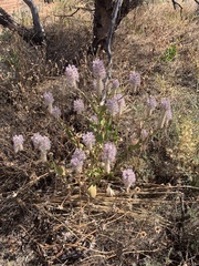 Ptilotus exaltatus