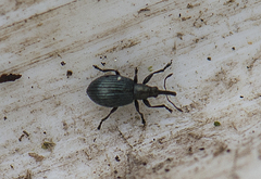 Ischnopterapion virens