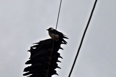 Corvus dauuricus