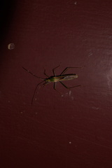 Leptocorisa chinensis