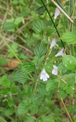 Clinopodium