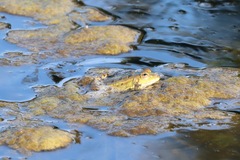 Pelophylax bedriagae