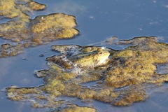 Pelophylax bedriagae