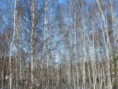Betula platyphylla