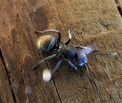 Polyrhachis