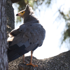 Polyboroides typus typus