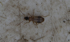 Philorhizus sigma