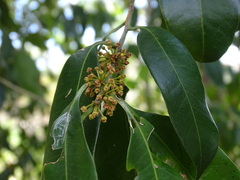 Sapotaceae
