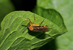 Athalia rosae
