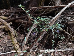 Billardiera longiflora