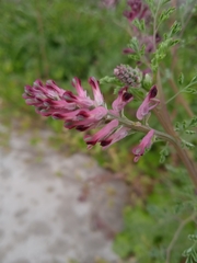 Fumaria officinalis
