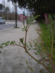 Fumaria officinalis