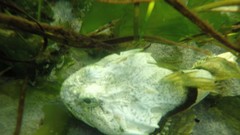 Myoxocephalus polyacanthocephalus