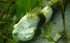 Myoxocephalus polyacanthocephalus