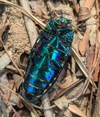 Sternocera aequisignata