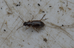 Dicheirotrichus placidus