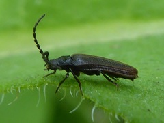 Omalisus fontisbellaquei