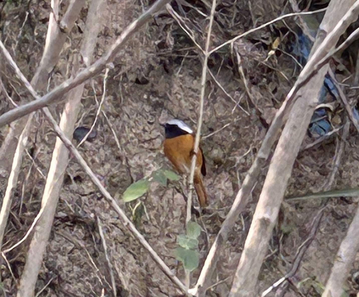 Daurian Redstart