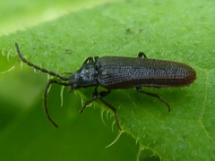 Omalisus fontisbellaquei