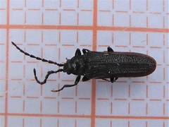 Omalisus fontisbellaquei