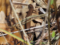 Ablepharus kitaibelii