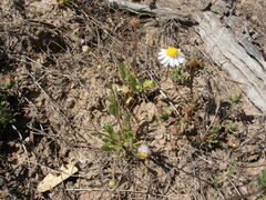 Brachyscome tetrapterocarpa