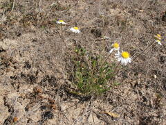 Brachyscome tetrapterocarpa