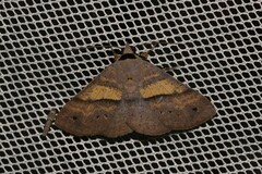 Ophyx eurrhoa