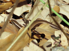 Ablepharus kitaibelii