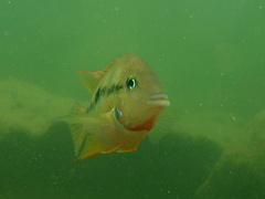 Thorichthys maculipinnis