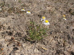 Brachyscome tetrapterocarpa