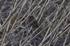 Emberiza spodocephala
