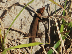 Algyroides moreoticus