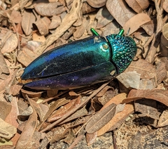 Sternocera aequisignata